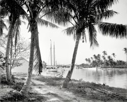Miami, Florida, circa 1904. "On the Miami River." Back when the city's only high-rises were green and had coconuts at the top. View full size.