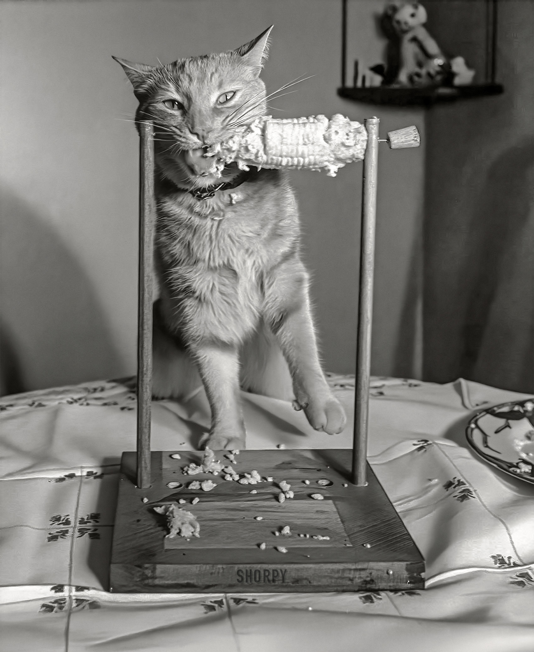 July 1951. Los Angeles, California. "Nipper, a two-year-old cat owned by Dorothy Brinn of Hollywood, likes to eat his corn in comfort, so his mistress fixed up this skewer. The cat uses it for about two ears a day, having been a corn addict since his kitten days. Nip likes it best with butter." Acetate negative from the Shorpy News Photo Archive.